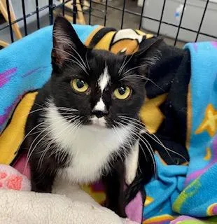 An adult medium-sized female Black & White / Tuxedo American Shorthair cat named Twila for adoption in Fredericksburg, OH