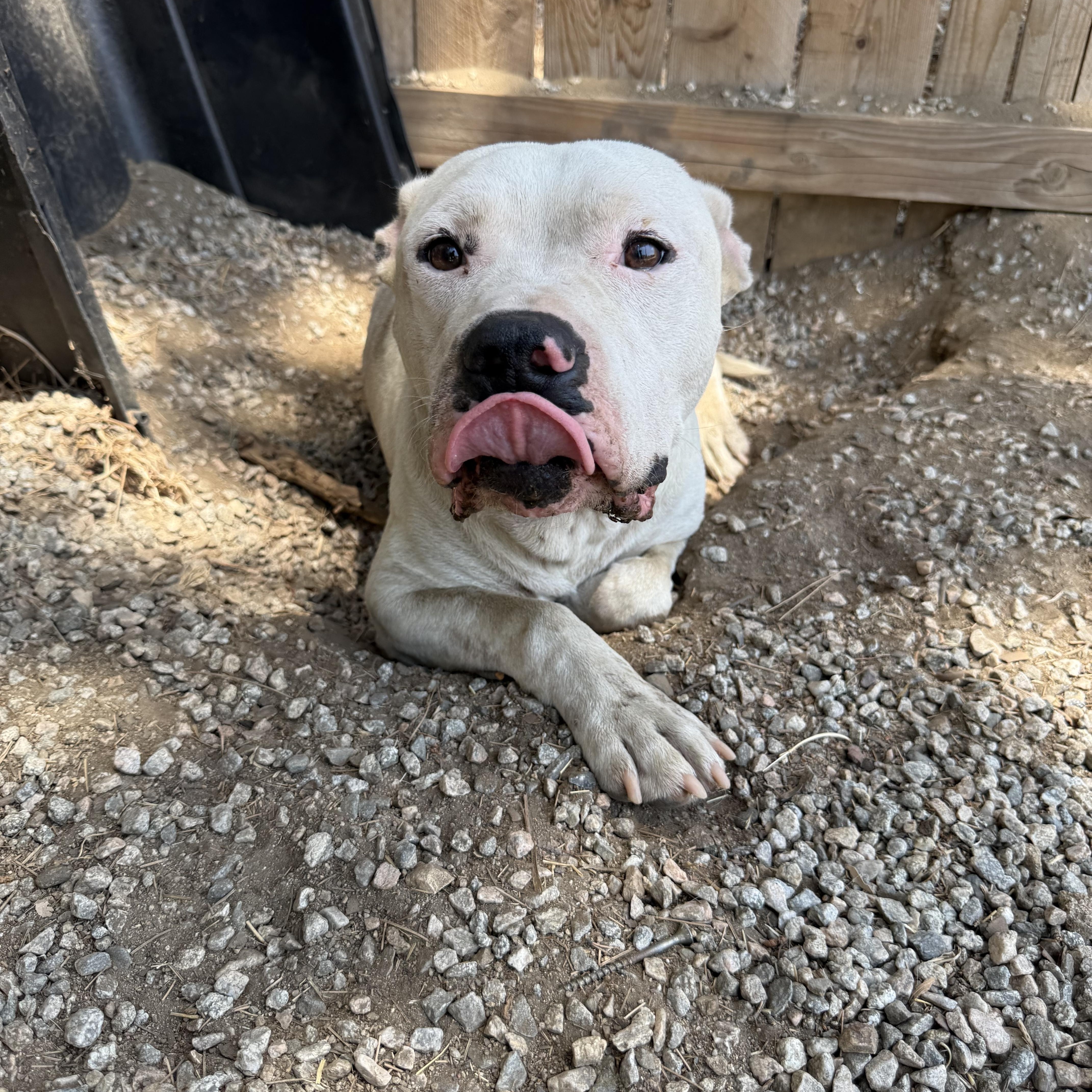 A young medium-sized male White / Cream Pit Bull Terrier dog named Snowy for adoption in Woodland Hills, CA