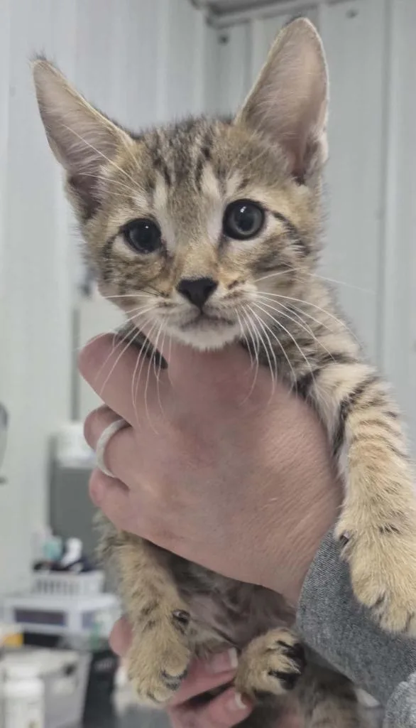 A young small-sized male Domestic Short Hair cat named Bean for adoption in Hillsdale, IN