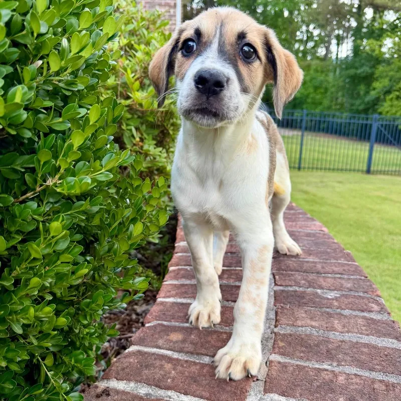 A baby medium-sized female White / Cream Mixed Breed dog named Olympus for adoption in Brownsboro, AL