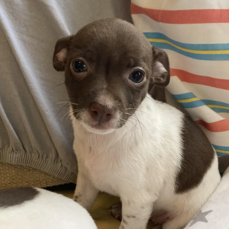 Cleopatra thumbnail 2