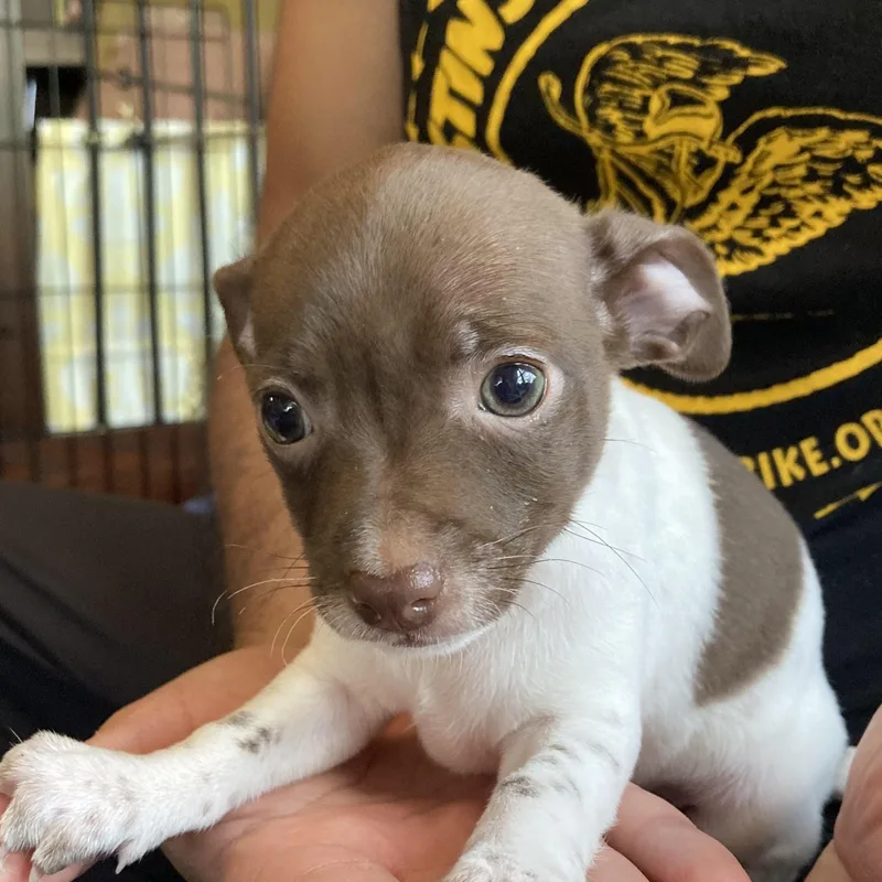 Cleopatra thumbnail 3