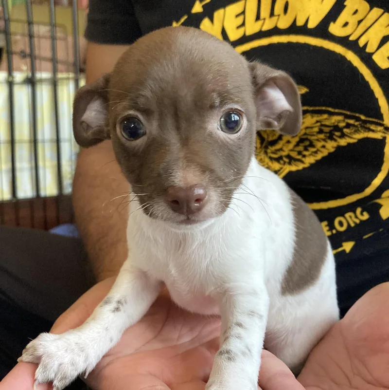 Cleopatra thumbnail 4