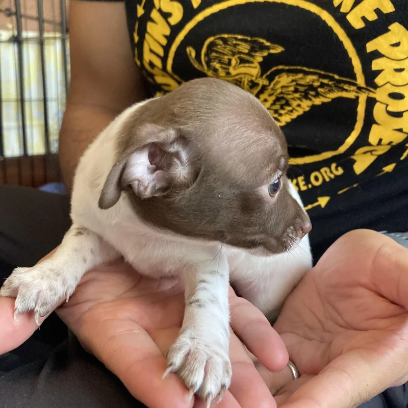 Cleopatra thumbnail 5