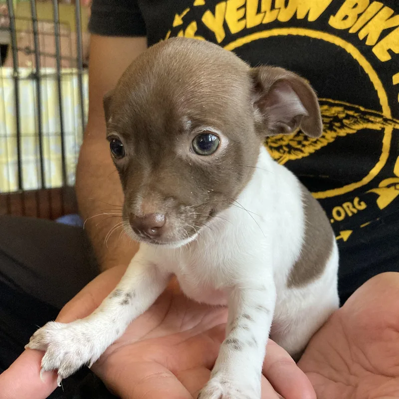 Cleopatra thumbnail 6