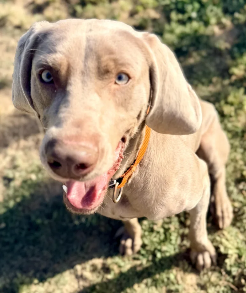 An adult large-sized male Weimaraner dog named Walter for adoption in Monroe, NC