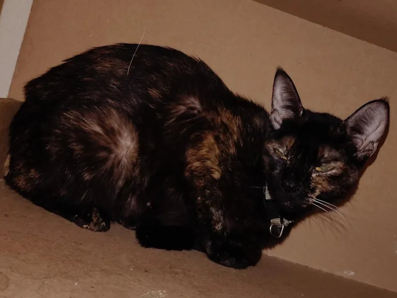 A young medium-sized female Domestic Short Hair cat named Sabrina for adoption in San Jacinto, CA
