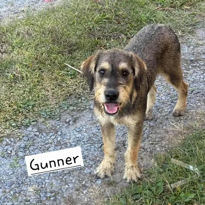 Gunner thumbnail 3