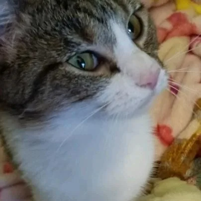 An adult small-sized female Brown / Chocolate Domestic Short Hair cat named Loafy for adoption in Curtis Bay, MD