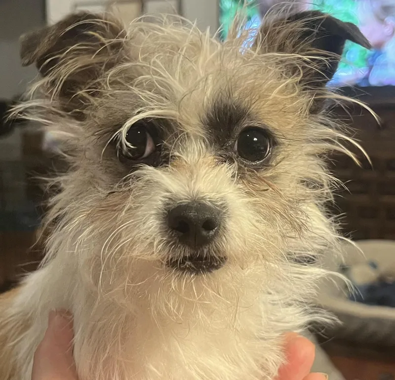 A young small-sized male White / Cream Chihuahua dog named Gilbert for adoption in Longmont, CO