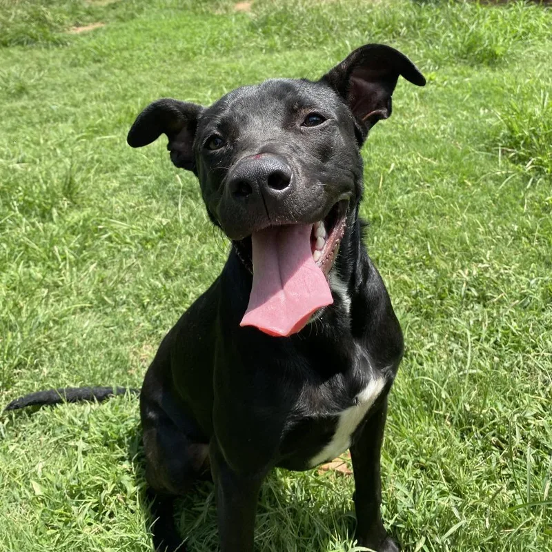 A young small-sized female Black Pit Bull Terrier dog named Demeter for adoption in Stillwater, OK