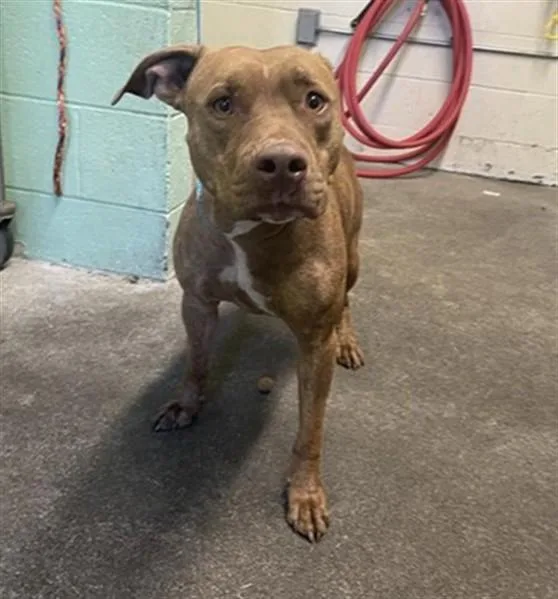 A young large-sized male Pit Bull Terrier dog named Ricky for adoption in Sacramento, CA