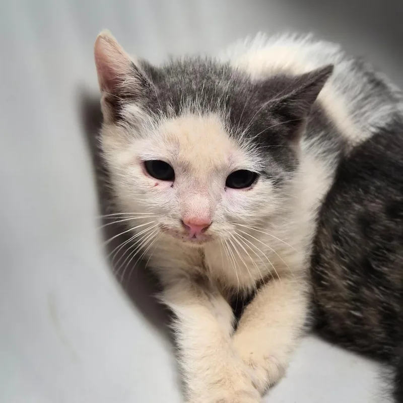 A baby small-sized female White Domestic Short Hair cat named Wasabi for adoption in Wahiawa, HI