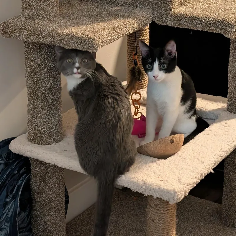 A young small-sized female Gray / Blue / Silver Domestic Short Hair cat named Luna Spca Pitt for adoption in Merrifield, VA
