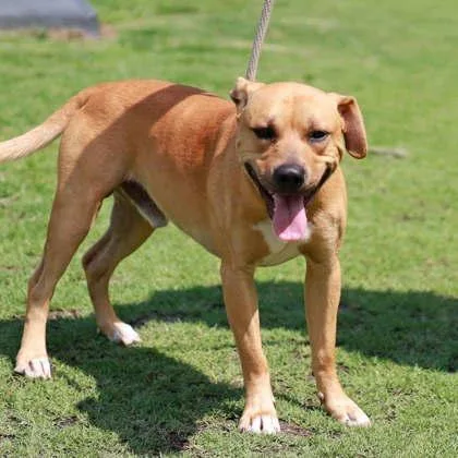 A young large-sized male Brown / Chocolate Mixed Breed dog named Butters for adoption in Atlanta, GA