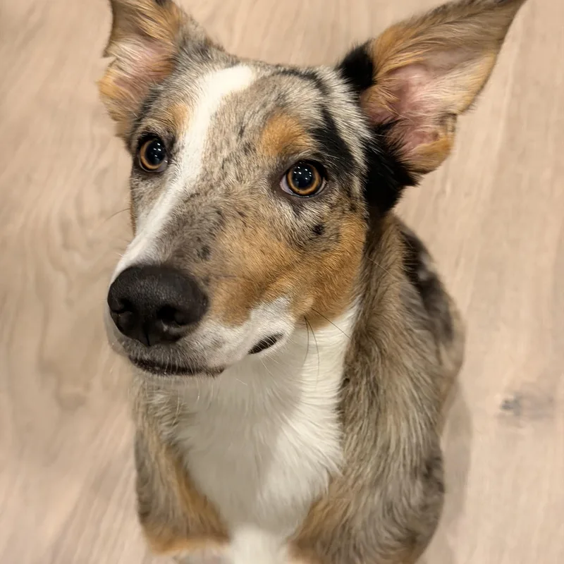 A young medium-sized female Collie dog named Fergi for adoption in Conroe, TX