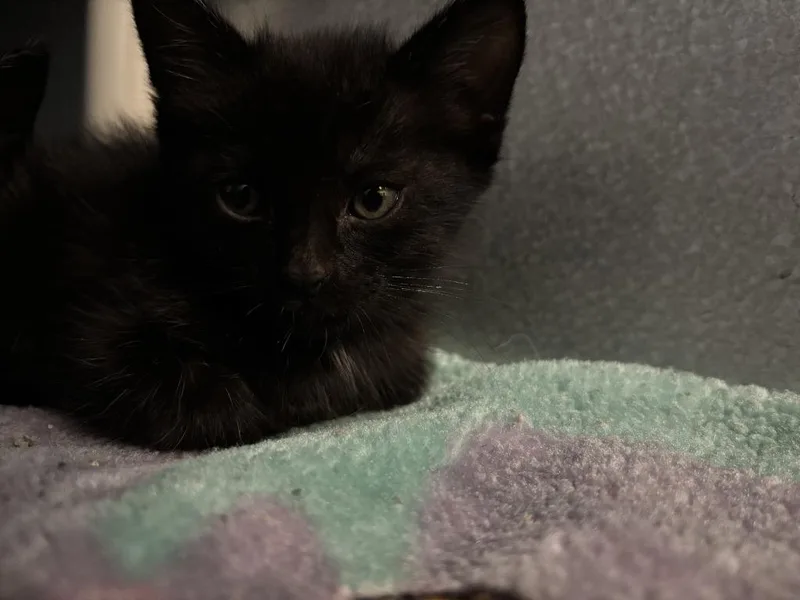A baby small-sized female Domestic Short Hair cat named Padme for adoption in Moriarty, NM
