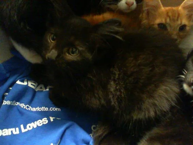 A baby small-sized male Domestic Short Hair cat named Vader for adoption in Charlotte, NC