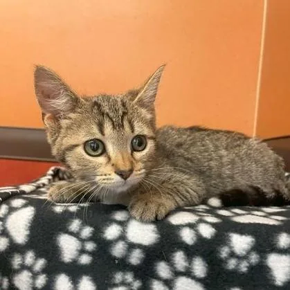 A young medium-sized female Tabby (Brown / Chocolate) Domestic Short Hair cat named Q Tip for adoption in Rochester, MN
