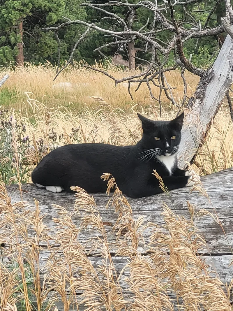 Tux  Handsome Tuxedo thumbnail 2