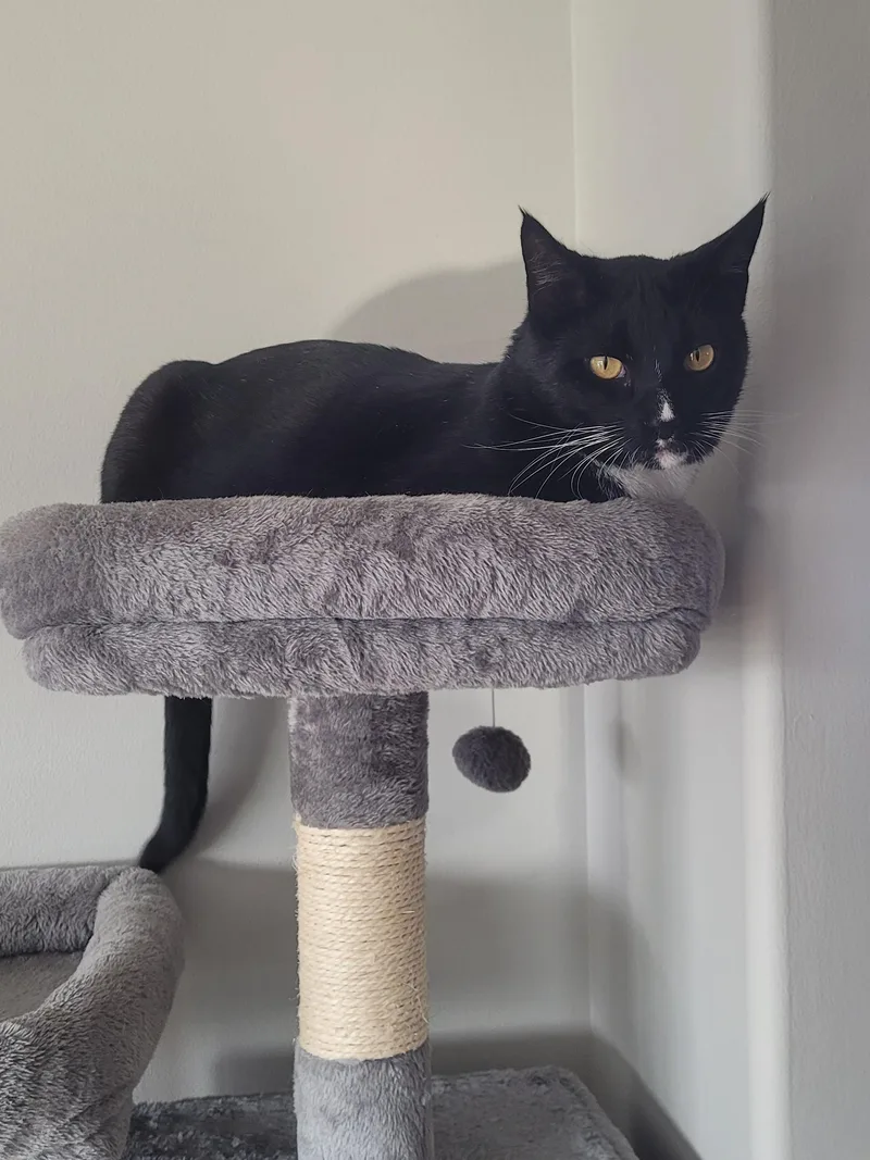 Tux  Handsome Tuxedo thumbnail 4