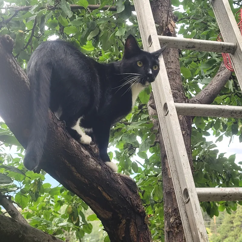 Tux  Handsome Tuxedo thumbnail 5