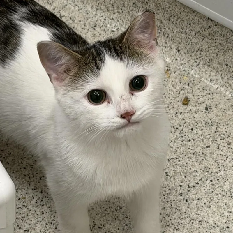 A baby small-sized male White Domestic Short Hair cat named Lido for adoption in Cooperstown, NY