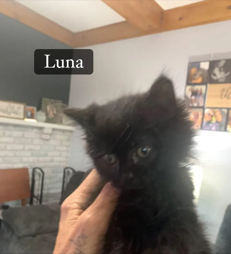 A baby medium-sized female Domestic Long Hair cat named Luna for adoption in Turnersville, NJ