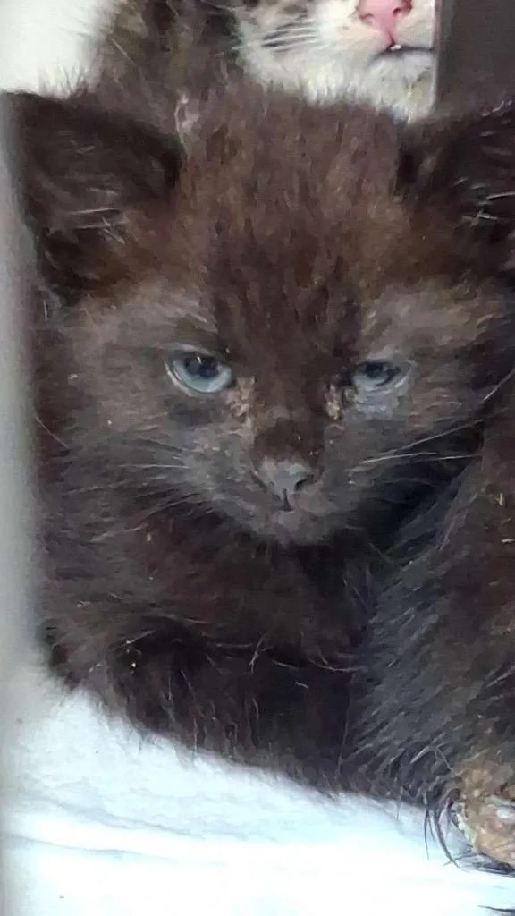 A baby medium-sized male Domestic Short Hair cat named Rocky Road for adoption in Burnsville, NC