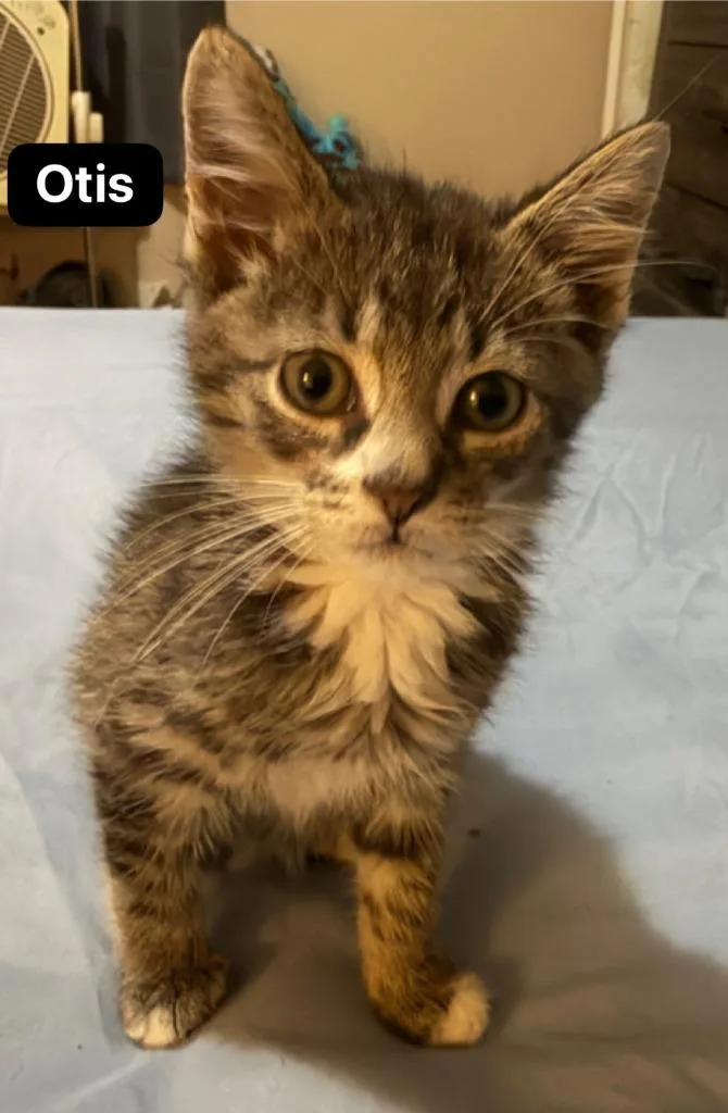 A baby medium-sized male Domestic Short Hair cat named Otis for adoption in Johnson City, TN