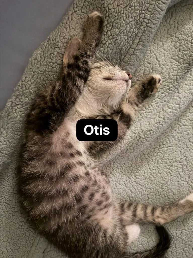 Otis thumbnail 4