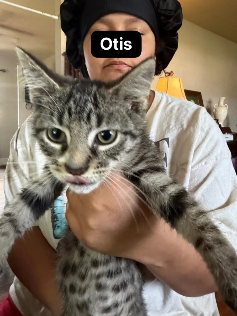 Otis thumbnail 5
