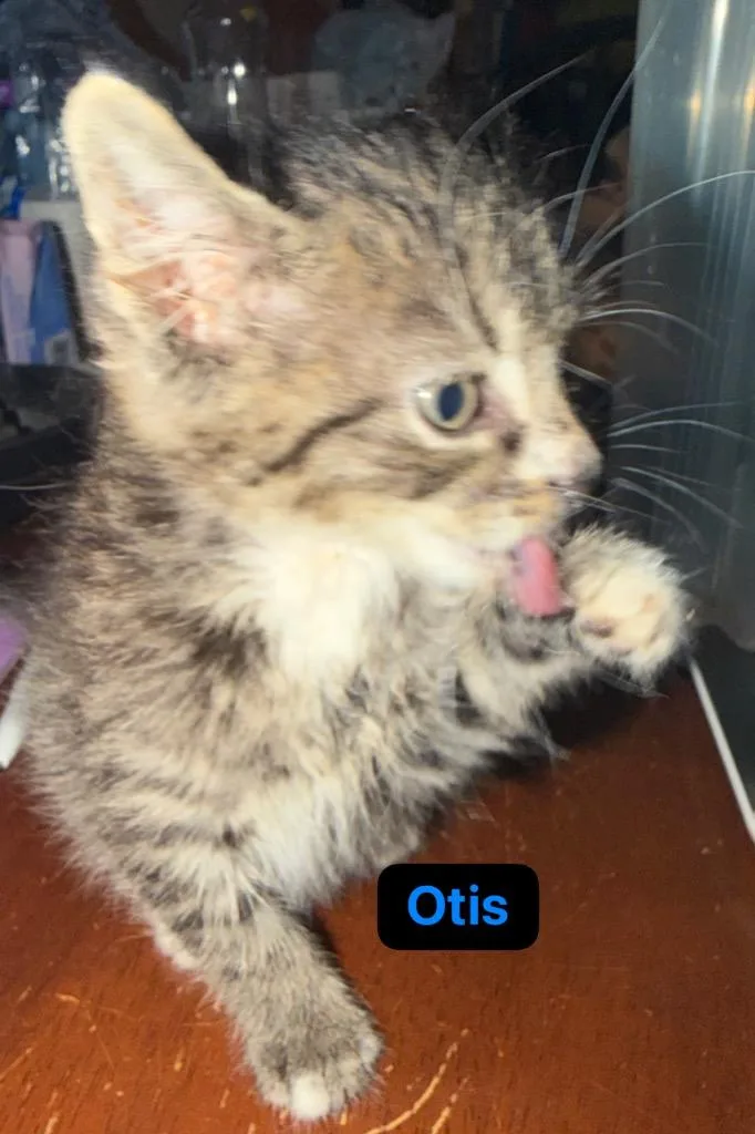 Otis thumbnail 6