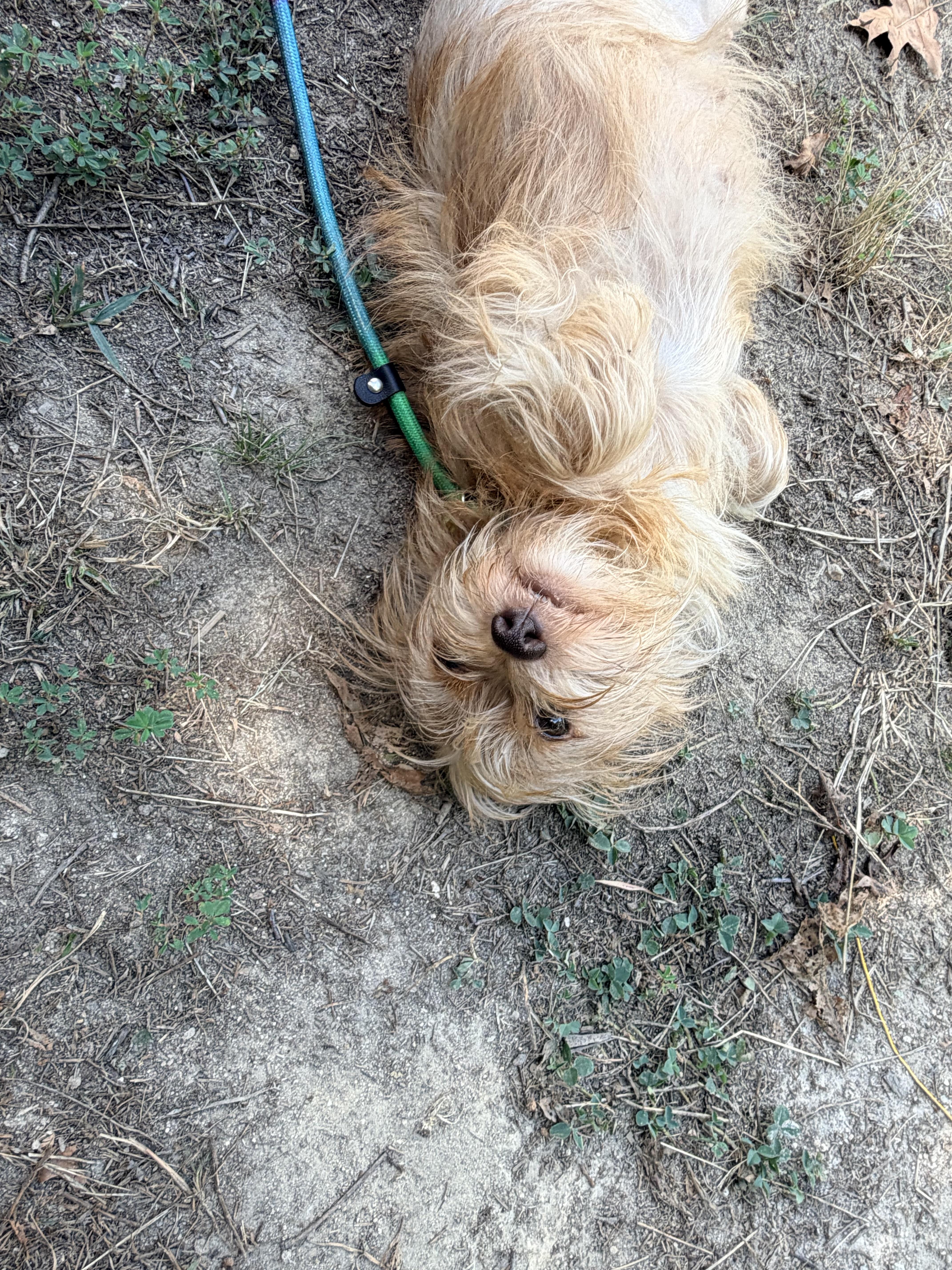 An adult small-sized female Wire Fox Terrier dog named Sadie for adoption in Walkertown, NC