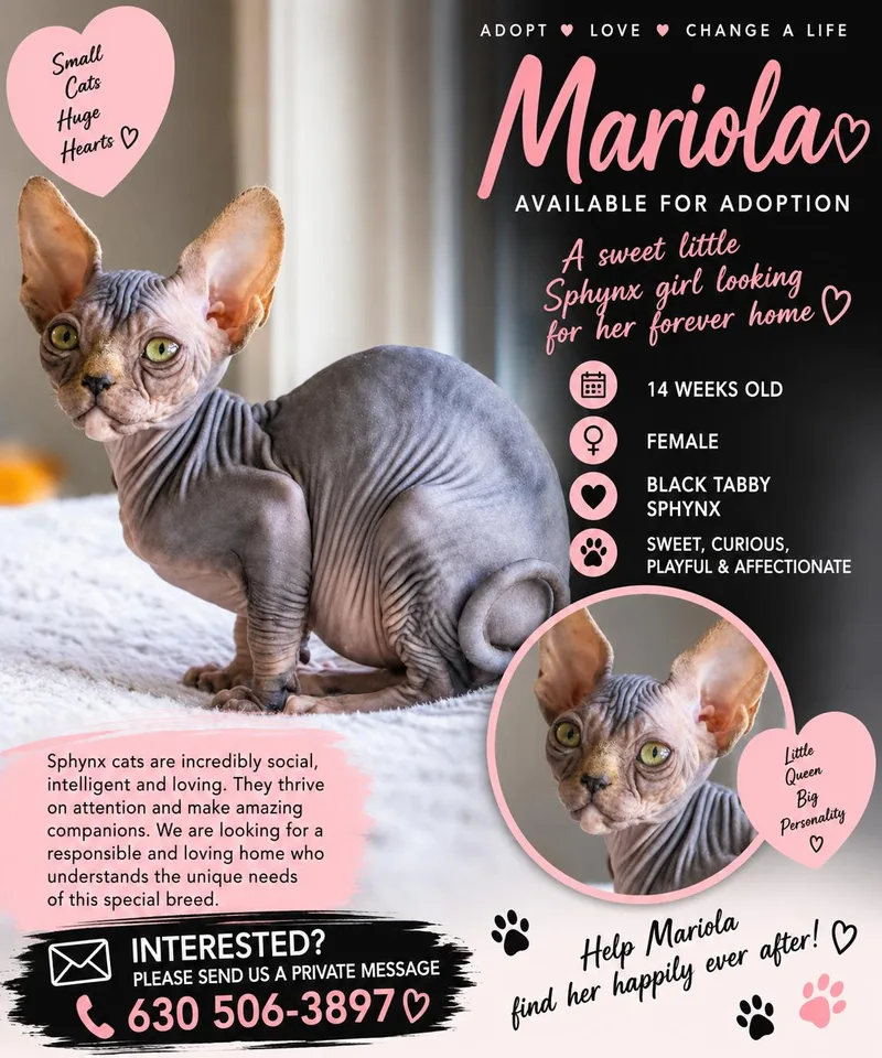 A baby medium-sized female Sphynx / Hairless Cat cat named Mariola for adoption in Lake in the hills, IL