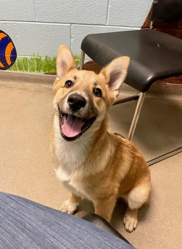 A baby small-sized male German Shepherd Dog dog named Balto for adoption in Salt Lake City, UT