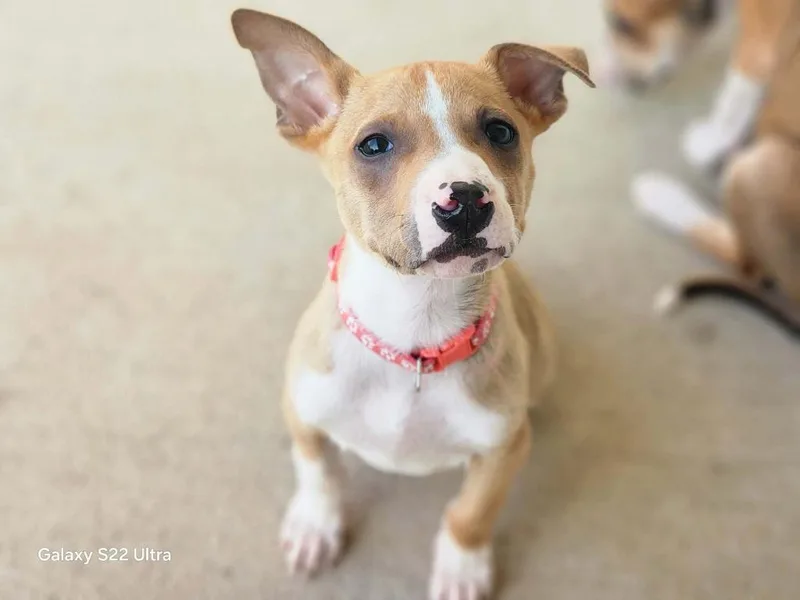 A baby medium-sized female Mixed Breed dog named Dottie for adoption in Crocker, MO