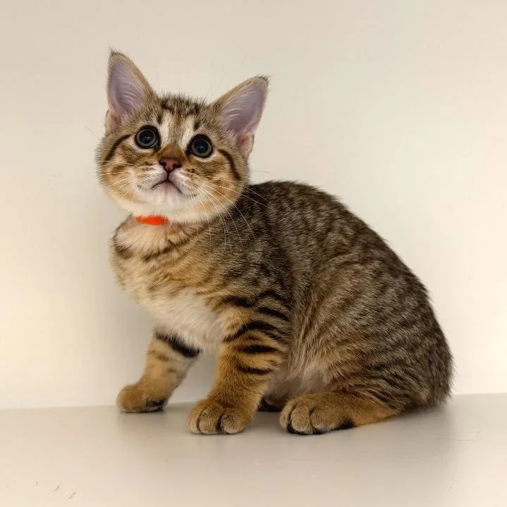 A baby small-sized female Brown / Chocolate Domestic Short Hair cat named Crayon for adoption in League City, TX