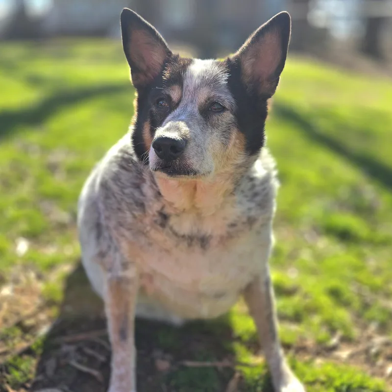 An adult large-sized female White / Cream Australian Cattle Dog / Blue Heeler dog named Cookie for adoption in Athens, AL