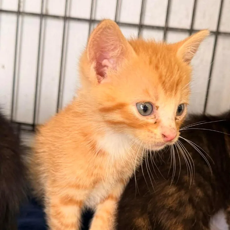 A baby small-sized male Orange / Red Domestic Short Hair cat named Chuckie for adoption in Duncan, OK