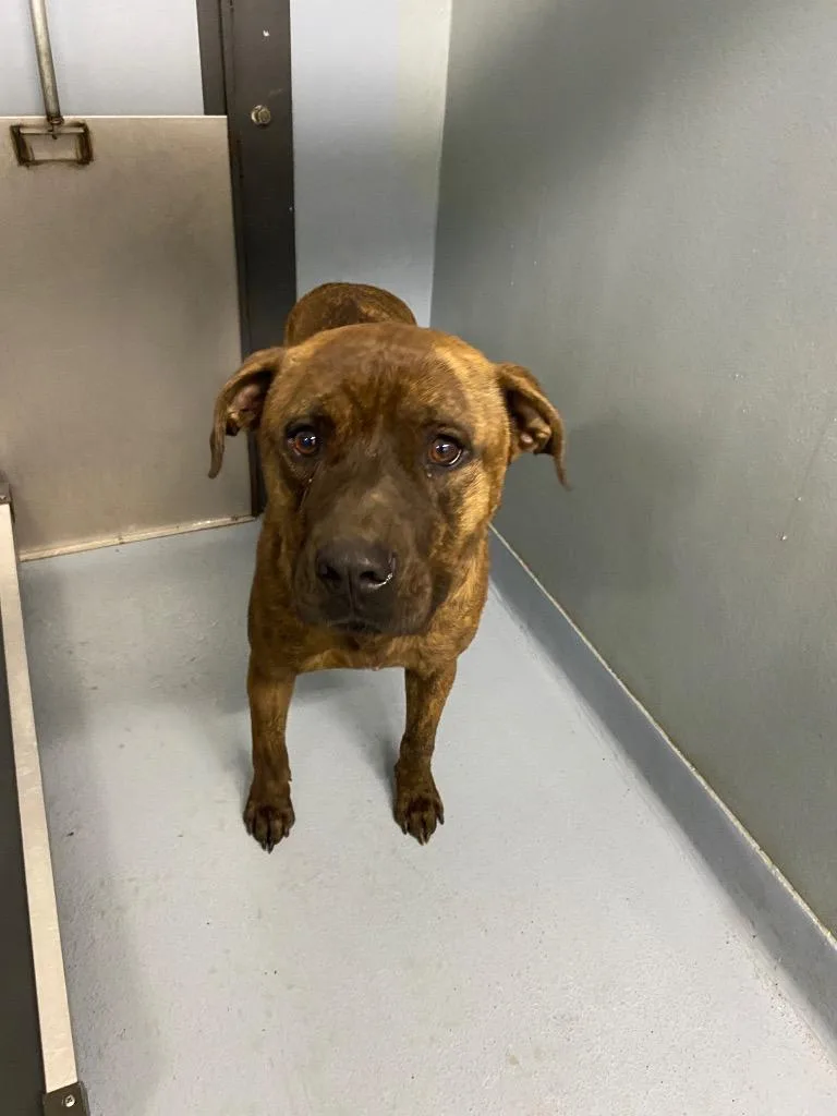 A young large-sized male Mixed Breed dog named Riff for adoption in Cartersville , GA