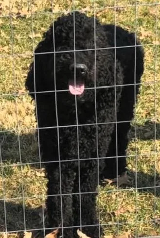 An adult large-sized male Black Goldendoodle dog named Bo for adoption in Paris, KY
