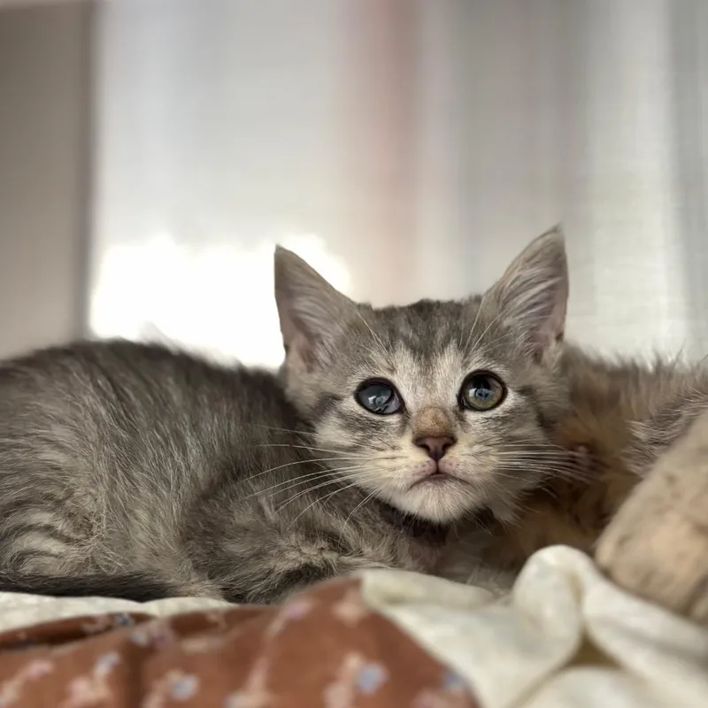 A baby small-sized female Gray / Blue / Silver Domestic Short Hair cat named Georgia for adoption in Nashville, IN