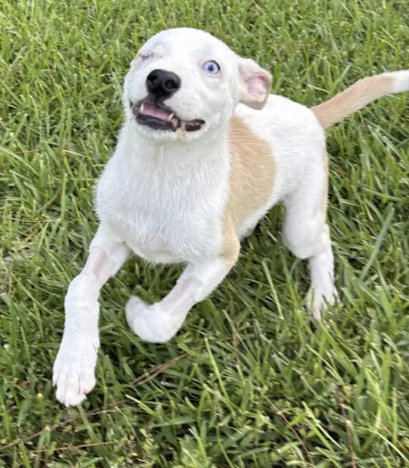 A baby medium-sized female Yellow / Tan / Blond / Fawn Husky dog named Cerenia for adoption in Watertown, CT
