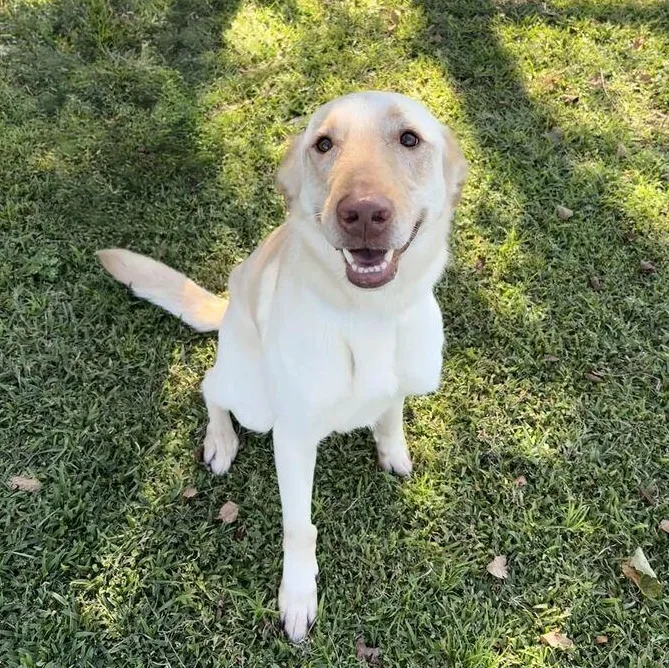 A young medium-sized female Yellow / Tan / Blond / Fawn Labrador Retriever dog named Sadie for adoption in Valdosta, GA