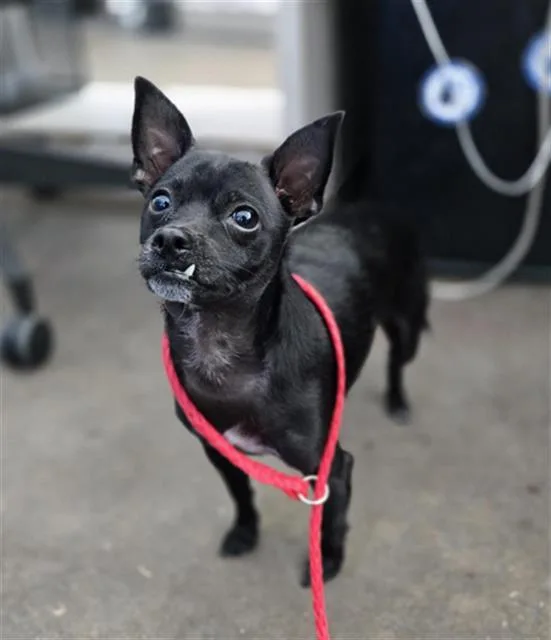 A young small-sized male Mixed Breed dog named Romero for adoption in Dallas, TX