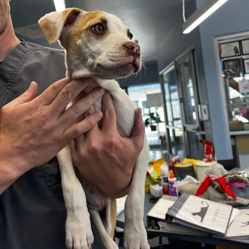 A young medium-sized male American Staffordshire Terrier dog named Cliff for adoption in Kingman, AZ