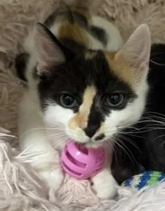 A baby small-sized female Domestic Short Hair cat named Confetti for adoption in Santa Maria, CA