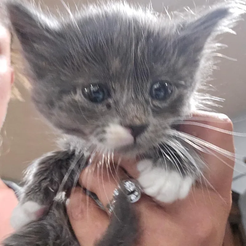 A baby small-sized male Domestic Medium Hair cat named Quirk for adoption in Klamath Falls, OR