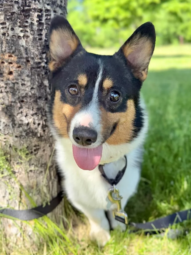 A young medium-sized male Mixed Breed dog named Ticktock for adoption in Menomonie, WI